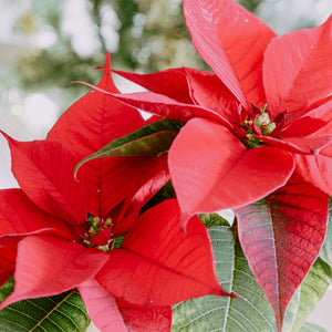 Caring for Poinsettias Long-Term