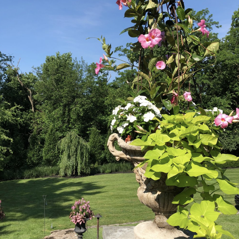 Planting and Maintaining Beautiful Pots